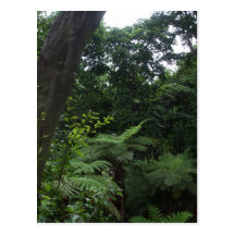 Garden III Postcard