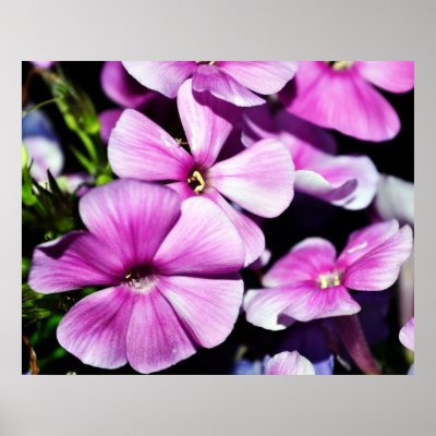 Garden Laura Phlox-003 Print by WhiteOaksPhotos