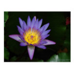 garden of eden post cards