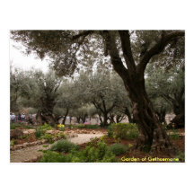 Garden of Gethsemane Post Card
