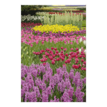 Garden of tulips, daffodils, and hyacinth photo print