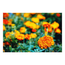 Garden of zinnias art photo