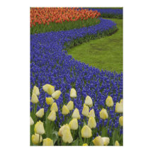 Garden pattern of Grape Hyacinth flowers and 2 Photo
