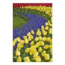 Garden pattern of Grape Hyacinth flowers and