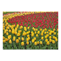 Garden pattern of tulips, Keukenhof Gardens, 2 Photographic Print