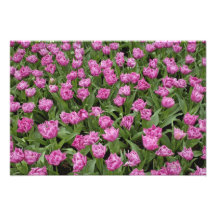 Garden pattern of tulips, Keukenhof Gardens, Photo Print