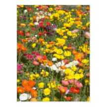 Garden Post Card