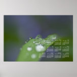 Garden Raindrops; 2013 Calendar Posters