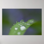 Garden Raindrops Posters
