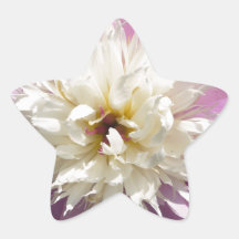 Garden Rose Sticker