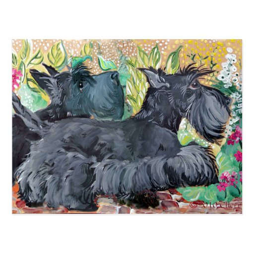 Garden Scottish Terriers Postcards