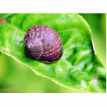 Garden Snails Photo Sculpture