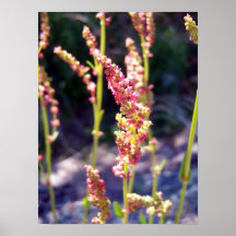 Garden Sorrel 1 Poster