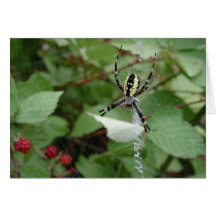 Garden Spider Greeting Card