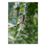 Garden Spider Greeting Card