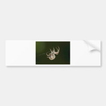 Garden Spider One Bumper Sticker