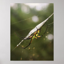 Garden Spider Print
