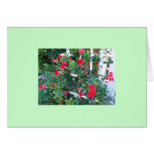 Garden Trellis Card