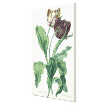 Garden Tulip, from 'Opera Botanica', engraved by L Stretched Canvas Print