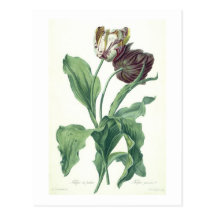 Garden Tulip, from 'Opera Botanica', engraved by L Postcards