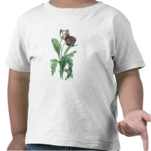 Garden Tulip, from 'Opera Botanica', engraved by L Tshirts