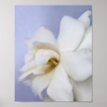 Gardenia 1 posters