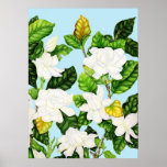 Gardenia Blue Sky Poster