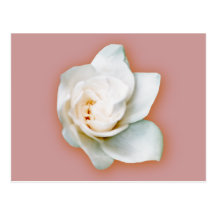 Gardenia Post Card