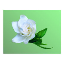 Gardenia Post Cards