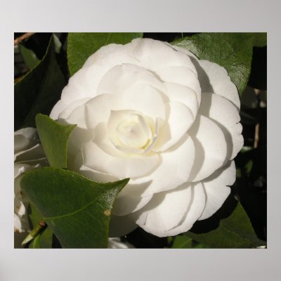Gardenia Poster by hilory10028
