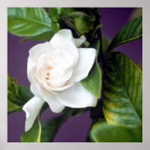 Gardenia Posters