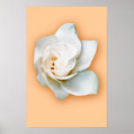 Gardenia Posters