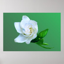 Gardenia Poster