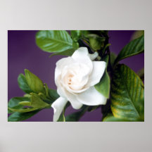 Gardenia Posters