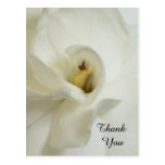 Gardenia Sympathy Thank You Postcard