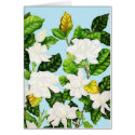 Gardenias with Blue Sky cards