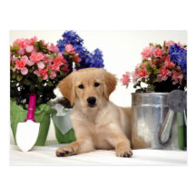 Gardening Golden Retriever Puppy Postcard