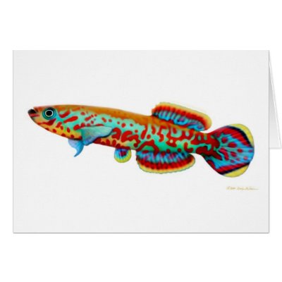 Gardneri Killifish Card by twopurringcats