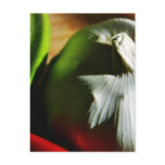 Garlic Bulbs Post Cards