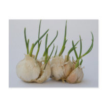 garlics post card