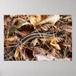 Garter Snake