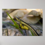 Garter snake posters