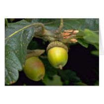 Gary oak tree fruit (quercus garryana) card