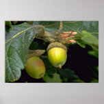 Gary oak tree fruit (quercus garryana) poster
