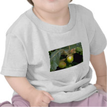 Gary oak tree fruit (quercus garryana) t shirt
