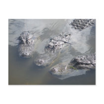 GATOR GREETINGS POST CARDS