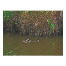 Gator Photo Enlargement
