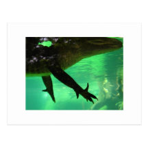 Gator Postcard