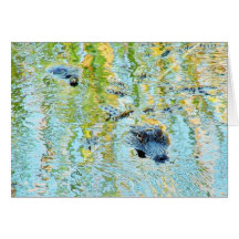 Gators Aligators Swamps Greeting Cards