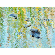 Gators Aligators Swamps Photo Cutout